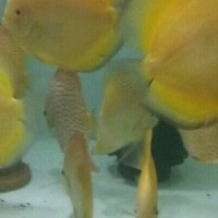 Hard male as rock khan