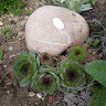 Chou Quette