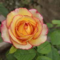 Kanchan Mani Tripathi