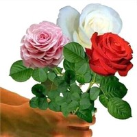 md Raju