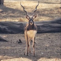 Auro Fauna Exotics