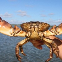 Tim Crab