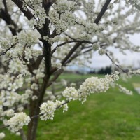 Mary Cerria-Migliaccio