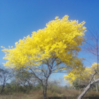Wilfrido Medina