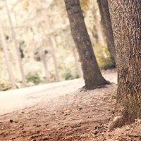 敖鹏飞