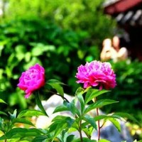 吴镇杰