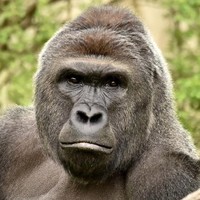 Harambe The Gorilla
