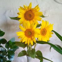 Jojappa Tulimelli