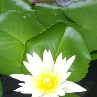 Arnon Thiensuwan thiensuwan