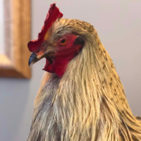 Orben Mascot