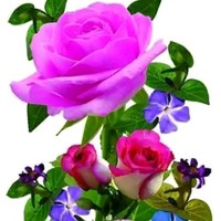 ۰۹۳۰۲۱۹۵۰۷۴ مجید