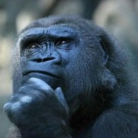 Sergio Jelincic del Campo