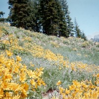 Heather Patchen