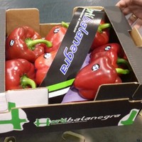 Carmelo Torres Rodríguez