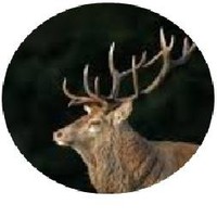 Trade Tacklers Damascus Hunting Knives & Damascus steel