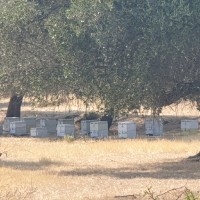 Dr Elizabeth McMonagle AFBPs