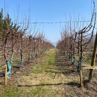 Patricio Javier Arias Castillo