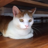 양유찬