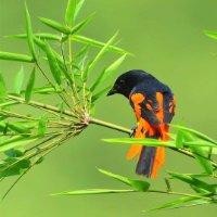 刘怀发