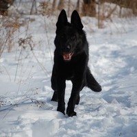 Alex Igor Oksana Black Ddr Male