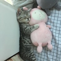 梁德强