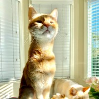 Hongjuan (Cynthia) Wu