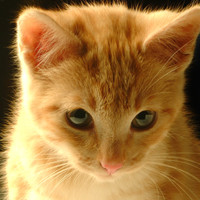 Cesar Duran Chuquimia