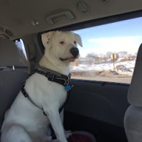 Henry Dog
