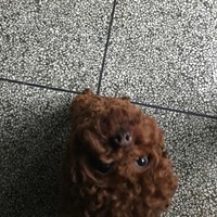 陶哲浩