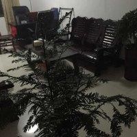 尹湘林