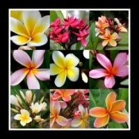 Sose Matamua-Beasley