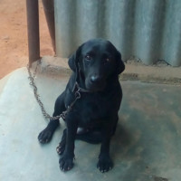 Nandhini A