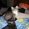 Kitten Darn