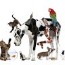 Best Pet Services