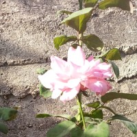 فتاة الجبال