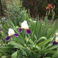 Isabelle Tupet Miltech- Accounts