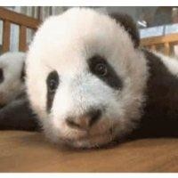 秦邦宇