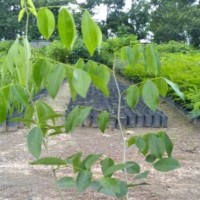 Cây Giống Chất Lượng Cao Quyền Mai