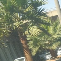 عايش العايش