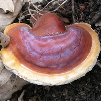 Ganoderma lucidum