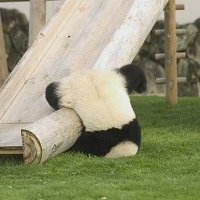 Bob Liu