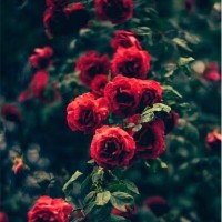 Doaa Hassan