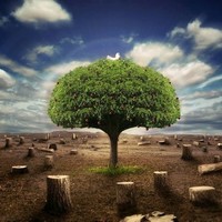 Sudheer Kumar Reddy Palnati