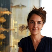 Camille Mazé-Lambrechts ◇ Dr. HDR