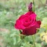Balaji N