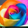 Moeed Borhan