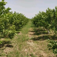 Sradharabinda Samantaray