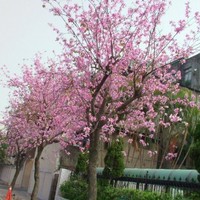 Romeo(煜歐) Kung(龔)