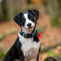 Poppy The Dog
