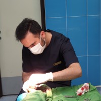 arash noroozi